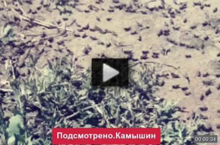 Саранча поедает зелень. *video=7Spn_2mAlJ8