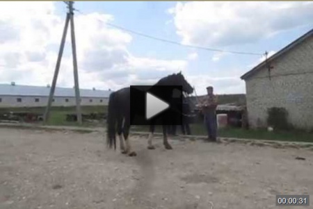 Укрощение дикого мустанга в Ягод. Поляне *video=ODXOtaqbLs8